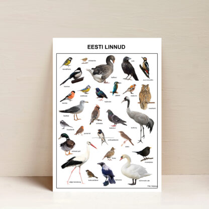 eesti linnud